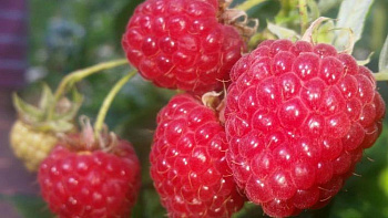 Малина традиционная Рубин Болгарский