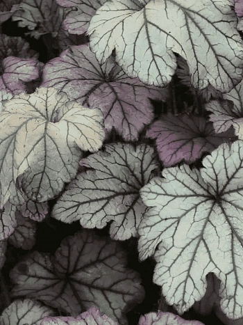 Гейхера Spellbound