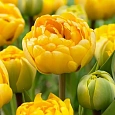 Тюльпан Yellow Pomponette