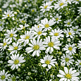 Астра вересковая