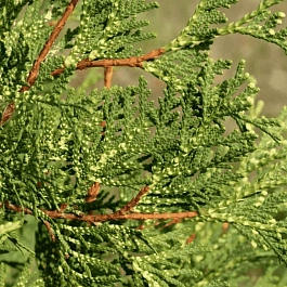 Туя западная Perk Vaalanderen