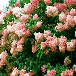 Гортензия метельчатая Pink Diamond