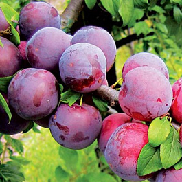 Слива Яичная синяя