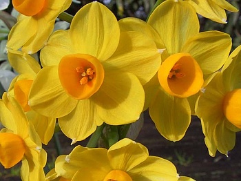 Нарцисс Карлик Grand soleil d'or