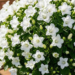 Колокольчик Портеншлага Zenn White