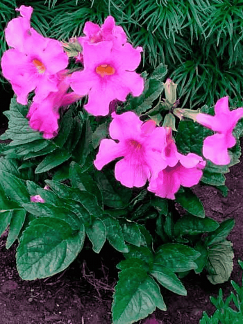 Инкарвиллея Делавея