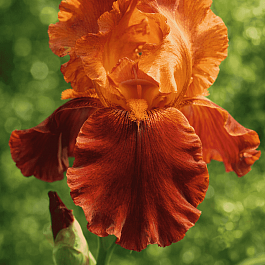 Ирис германский Natchez Trace