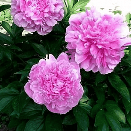 Пион Молочноцветковый Riches and Fame