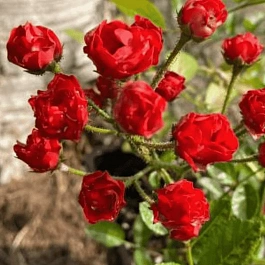 Роза почвопокровная Капелька