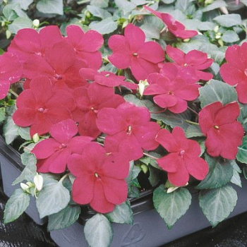 Бальзамин Баланс Бургунди