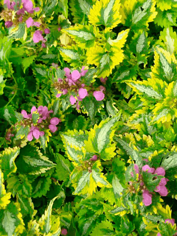 Яснотка крапчатая Anne Greenaway