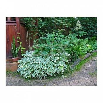 Сныть пестролистная Variegata