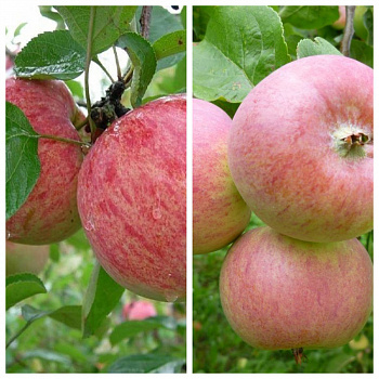 Дерево-сад (5 летка) яблоня 2 сорта Коричное полосатое-Грушовка Московская