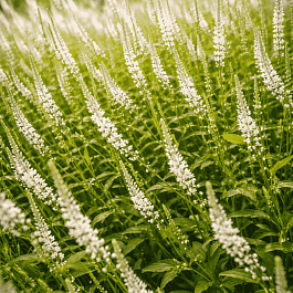 Горец свечевидный Альба