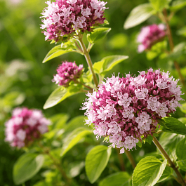 Душица обыкновенная Green