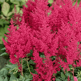 Астильба японская Red Sentinel