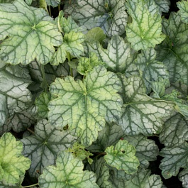 Гейхера Гибридная Mint Frost