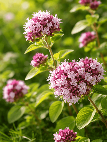 Душица обыкновенная Green