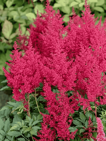 Астильба японская Red Sentinel