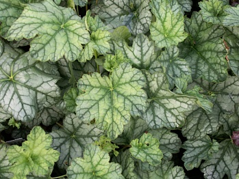 Гейхера Гибридная Mint Frost
