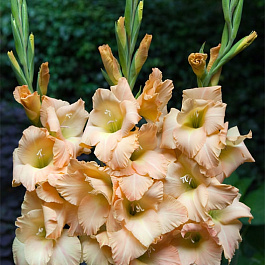 Гладиолус крупноцветковый Кейн