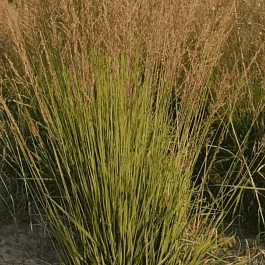 Молиния голубая Poul Petersen