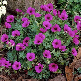 Герань пепельная Джузеппе