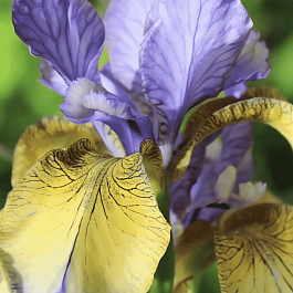Ирис сибирский So van Gogh