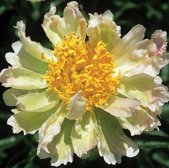 Пион молочноцветковый Green Lotus