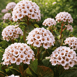 Бадан гибридный Dragonfly Angel Kiss