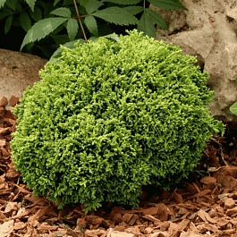 Кипарисовик горохоплодный Hime Sawara