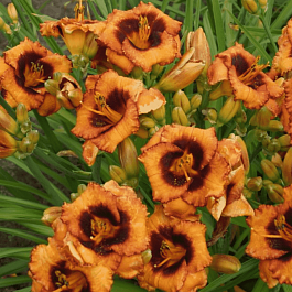 Лилейник Madeline Nettles Eyes