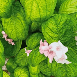 Вейгела цветущая Lime Monster