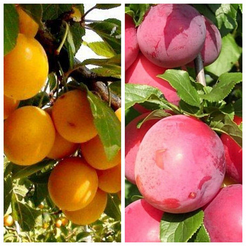 Дерево-сад (2-3х летка) слива 2 сорта Подарок Санкт-Петербург-Кубанская комета