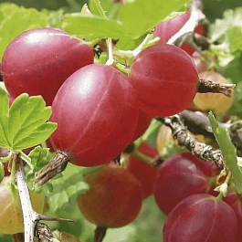 Крыжовник обыкновенный Hinnonmaki rod