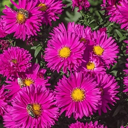 Астра ново-бельгийская Neron