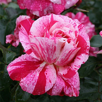 Роза плетистая Мейян Инес Састр