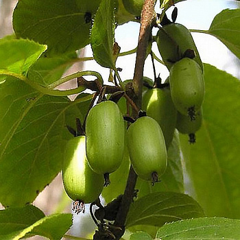 Актинидия коломикта Великански