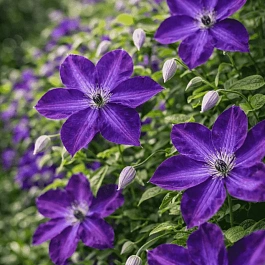 Клематис гибридный Night Veil