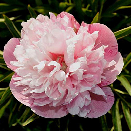 Пион травянистый Оффициналис Мутабилис Плена