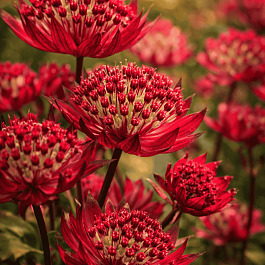 Астранция большая Red joyce