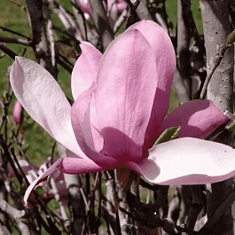 Магнолия Pinkie