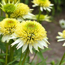 Эхинацея пурпурная Мерингве Эхинацея пурпурная Мерингве
