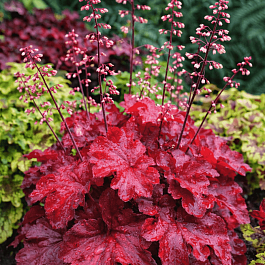 Гейхера Fire Alarm