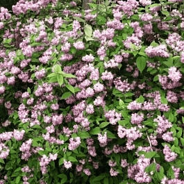 Дейция гибридная Pink Pom Pom