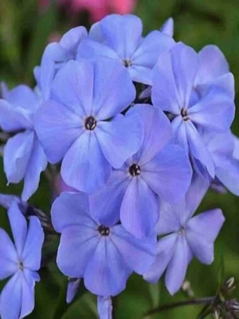 Флокс метельчатый Чистое Небо