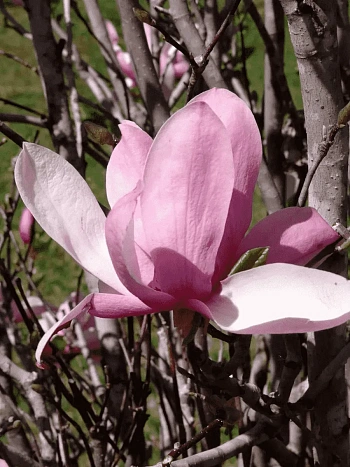 Магнолия Pinkie