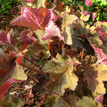 Гейхера гибридная Биг Топ Бронз Гейхера гибридная Биг Топ Бронз