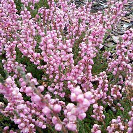 Вереск обыкновенный Элси Пурнелл