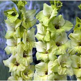 Гладиолус крупноцветковый Дингадонт